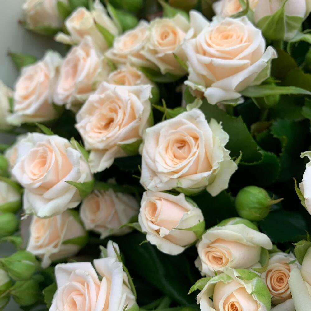 Букет из кустовой розы «Татьяна» Букет из кустовой розы «Татьяна»